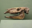 Parahippus