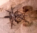 Squaloraja