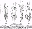 Homology (biology)