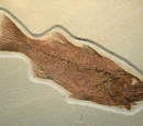 Mioplosus