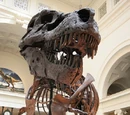 Sue (dinosaur)