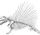 Dimetrodon