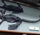Attenborosaurus