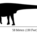 Amphicoelias