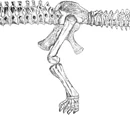 Camarasaurus