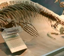 List of mosasaurs