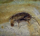 Eutheria