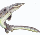 Platecarpus