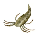 Megarachne