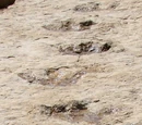 Trackway