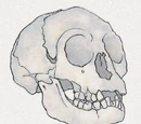 Cryptozoology
