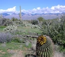 Tucson