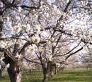 Community orchards