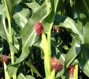 Corn