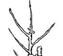Pruning fruit trees
