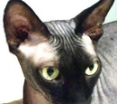 Wiki Pets of the Month