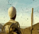 Crows
