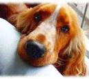 Ciencia y Entrenamiento del Perro