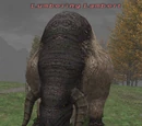 Lumbering Lambert