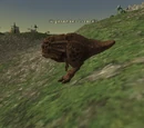 Highlander Lizard