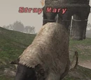 Stray Mary
