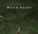 Witch Hazel