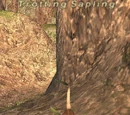 Trotting Sapling