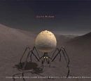 Dune Widow