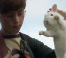 Rabbits