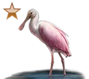 Roseate Spoonbill