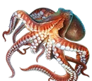 Giant Octopus