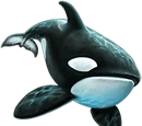 Killer Whale