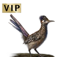 Roadrunner