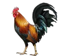 Gallo