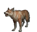 Dingo