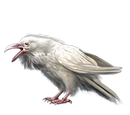 Albino Crow