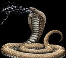 Spitting Cobra