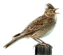 Skylark