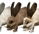 Conejo