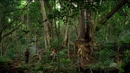 Jungle walking.jpg