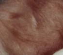 Tribble