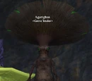 Agarighus