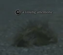 A young anemone