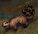 A suffering lasher