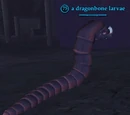 A dragonbone larvae