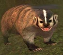 Badger cub