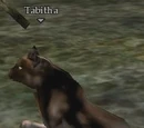 Tabitha