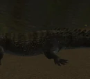 A deepwater caiman