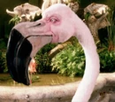 Flamingoes