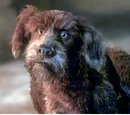 Dog (The StoryTeller)